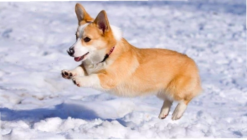 Chó Pembroke Welsh Corgi với bộ lông màu vàng