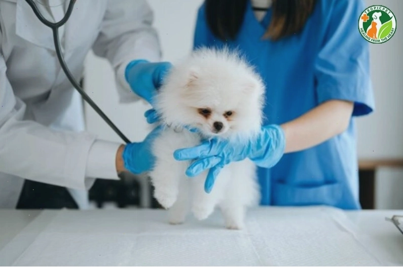 Chó Phốc Sóc với đôi mắt long lanh và biểu cảm đáng yêu