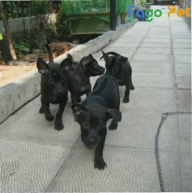 Chó Phú Quốc 3 tháng tuổi vui đùa