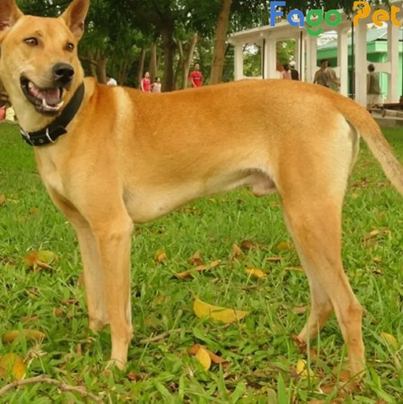 Chó Phú Quốc vàng lửa năng động và khỏe mạnh