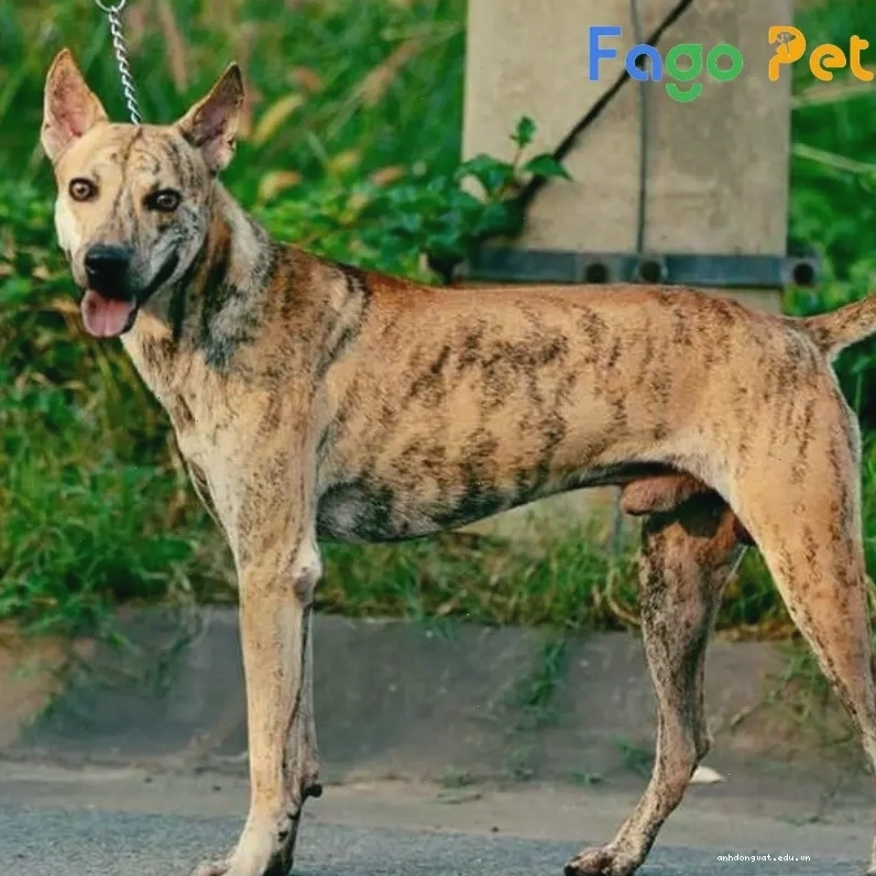 Chó Phú Quốc vện cọp thuần chủng với bộ lông đặc trưng