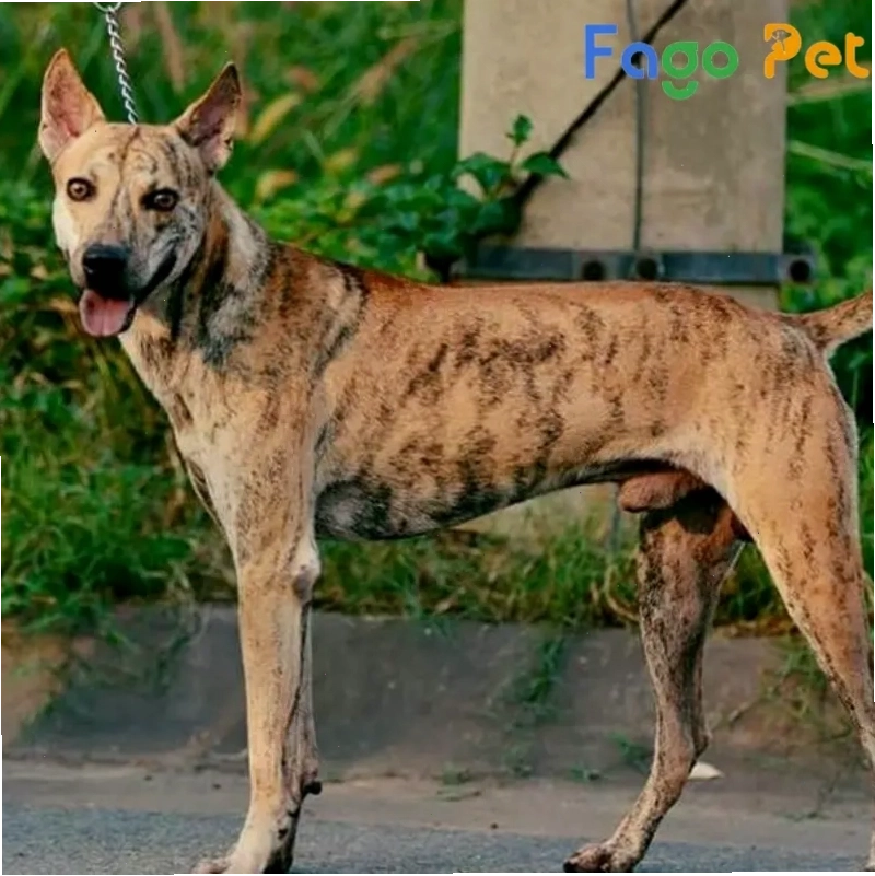 Chó Phú Quốc vện đang được giới thiệu