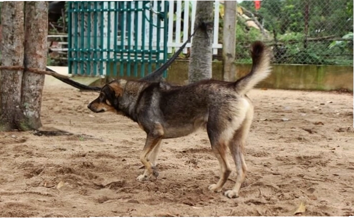 Chó Phú Quốc Việt Nam với xoáy lưng đặc trưng