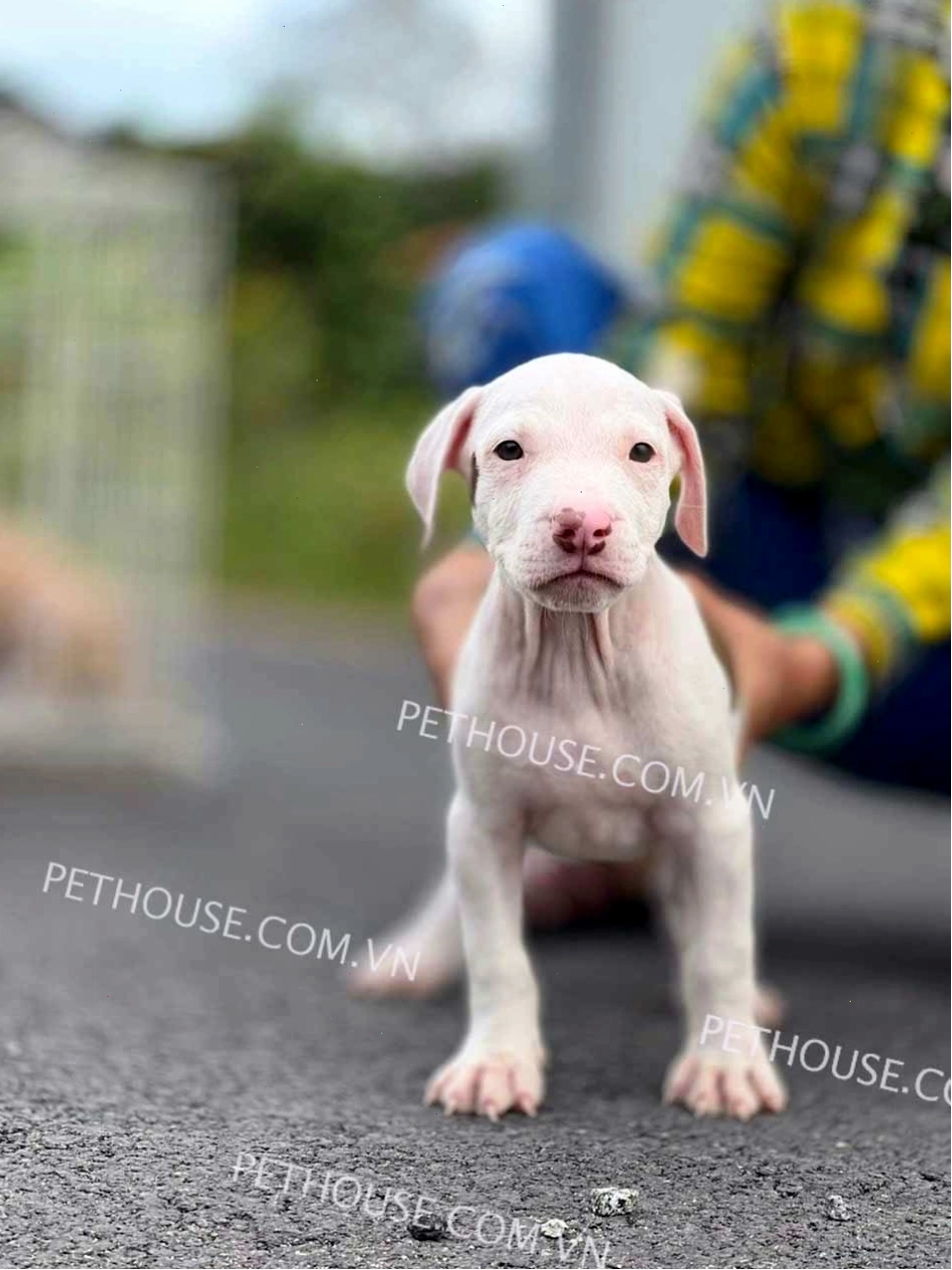 Chó Pitbull đang tập luyện