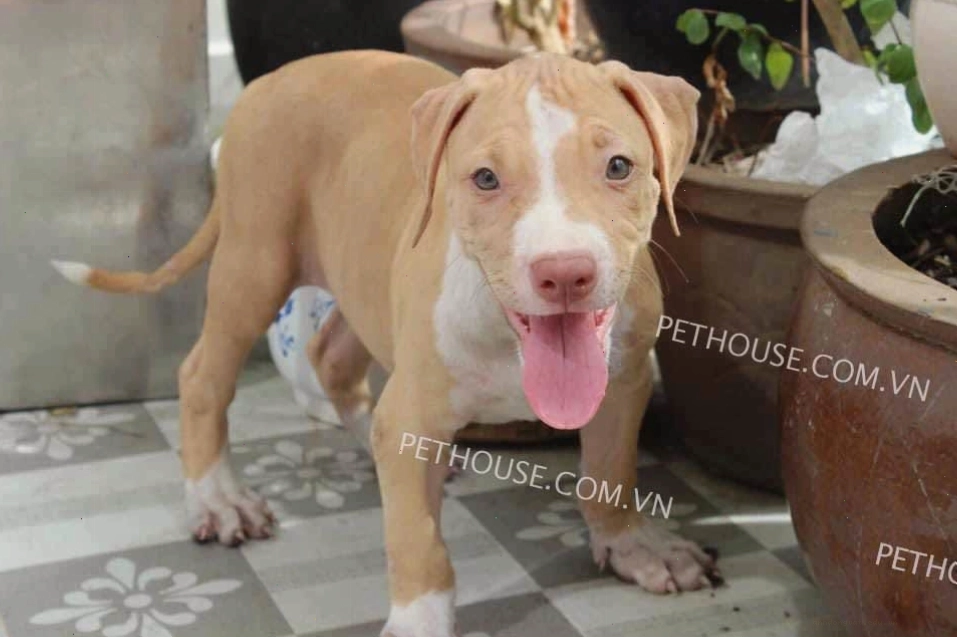 Chó Pitbull lông nâu trắng