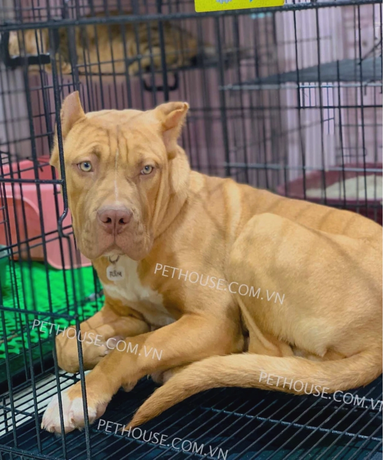 Chó Pitbull lông nâu vàng
