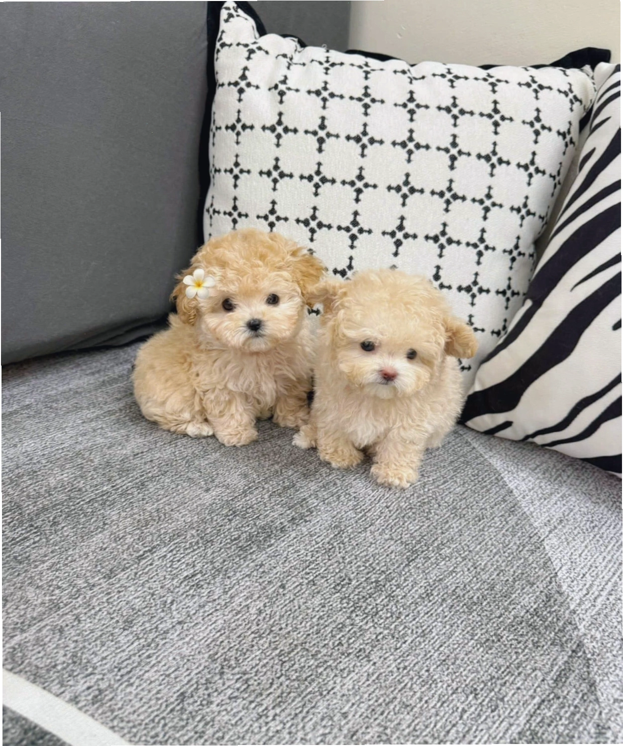 Chó Poodle size Tiny x Teacup mã PD4209
