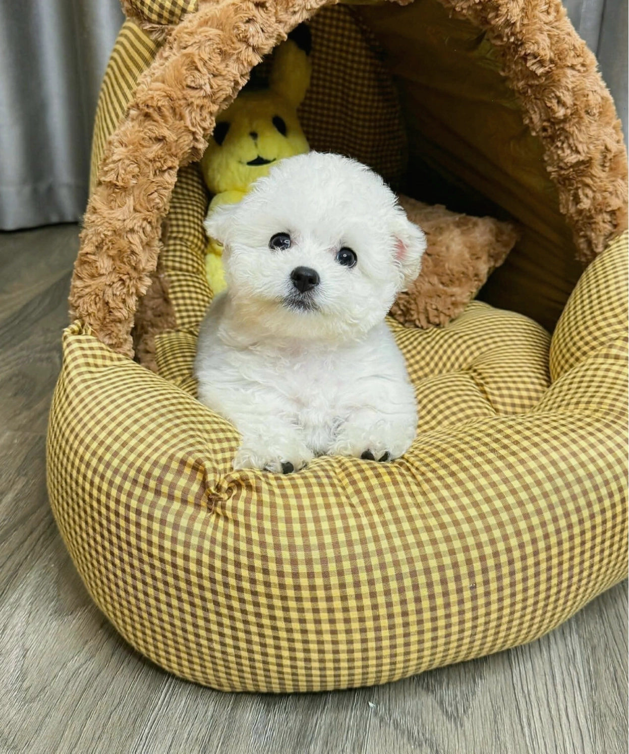 Chó Poodle tai gấu màu trắng dễ thương