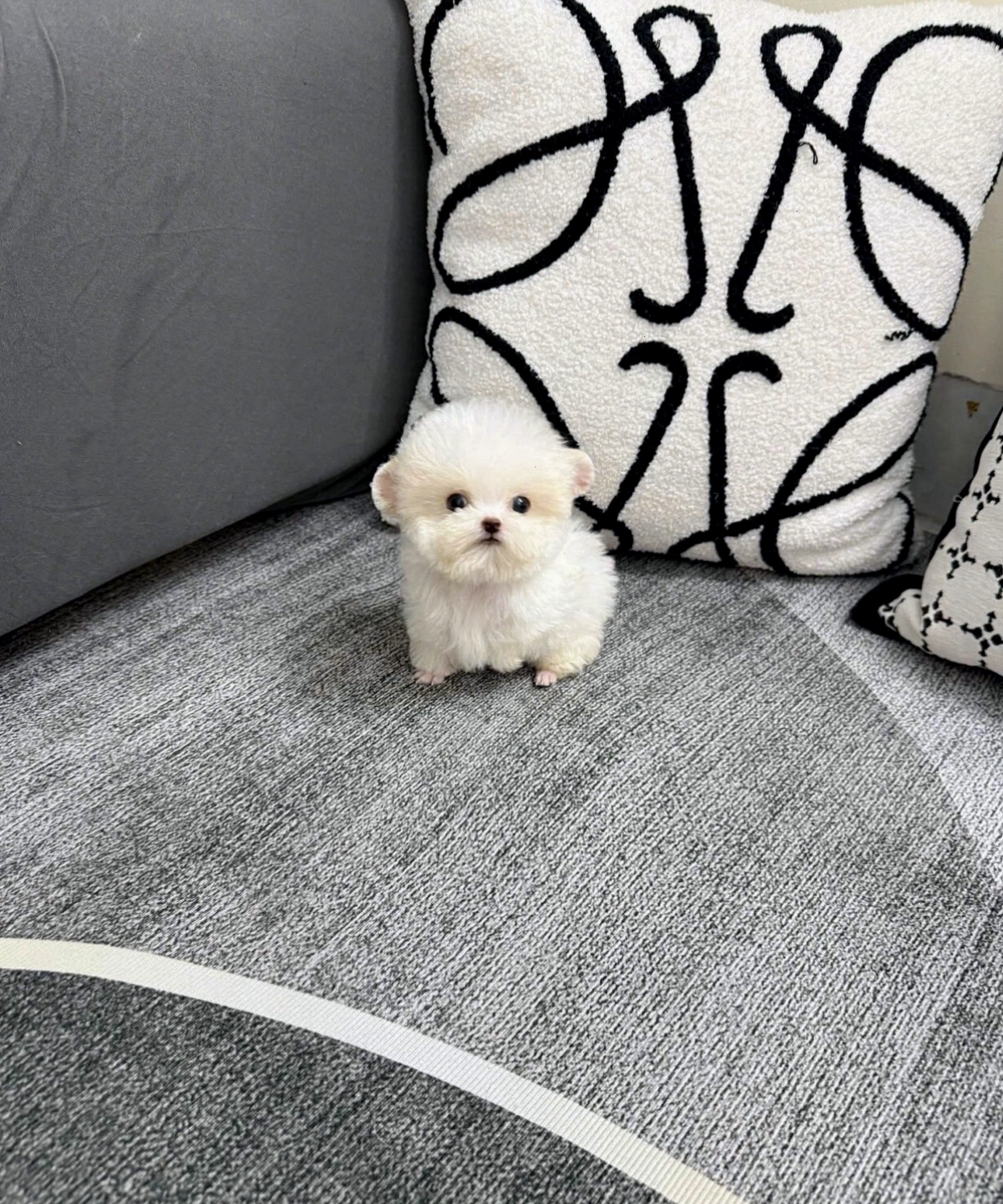 Chó Poodle Teacup tai gấu màu trắng nhỏ xinh