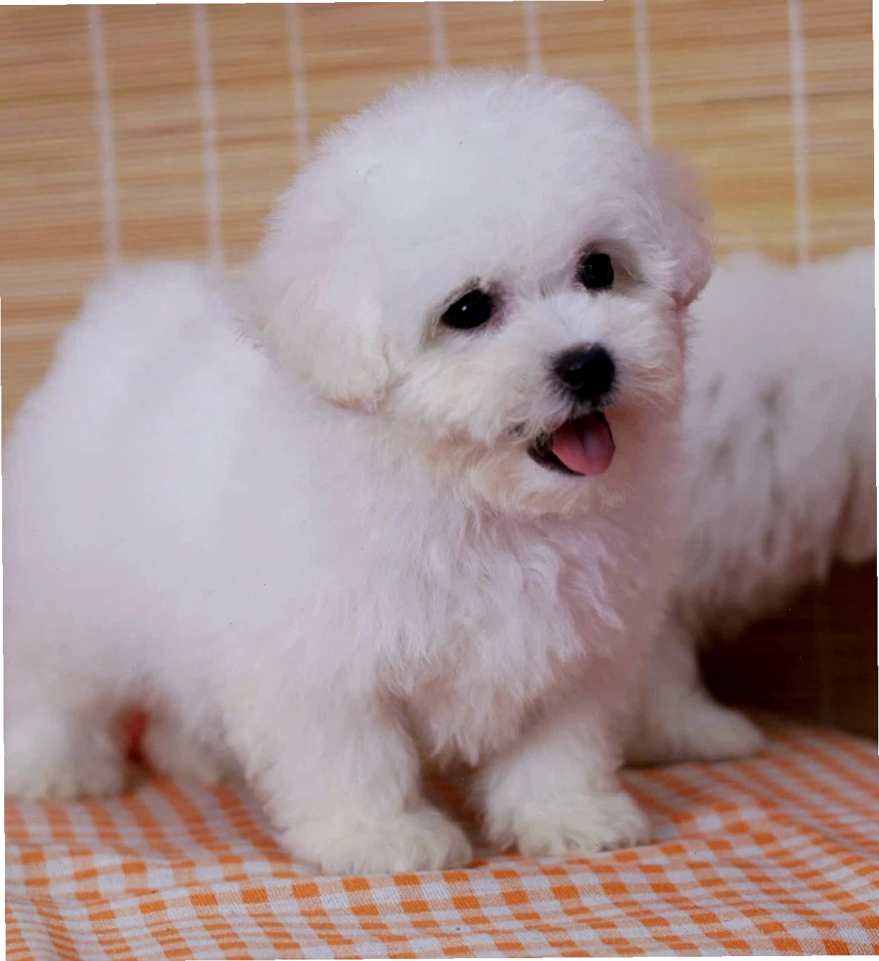Chó Poodle Tiny màu trắng mã PD4454 với bộ lông xoăn mượt