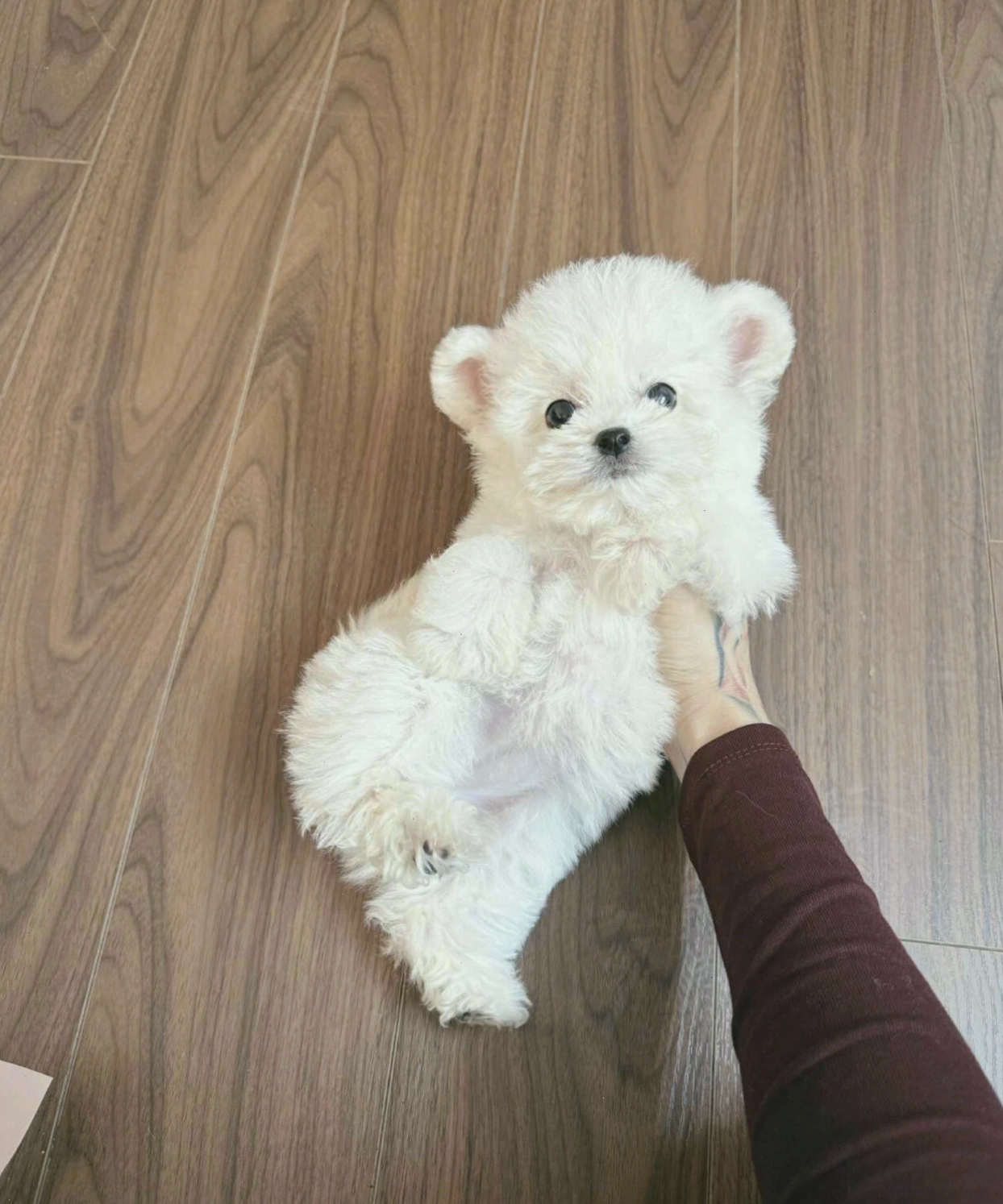Chó Poodle Tiny tai gấu màu trắng đáng yêu