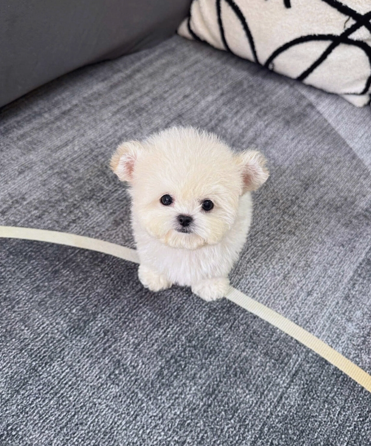 Chó Poodle Tiny tai gấu màu trắng tinh khôi