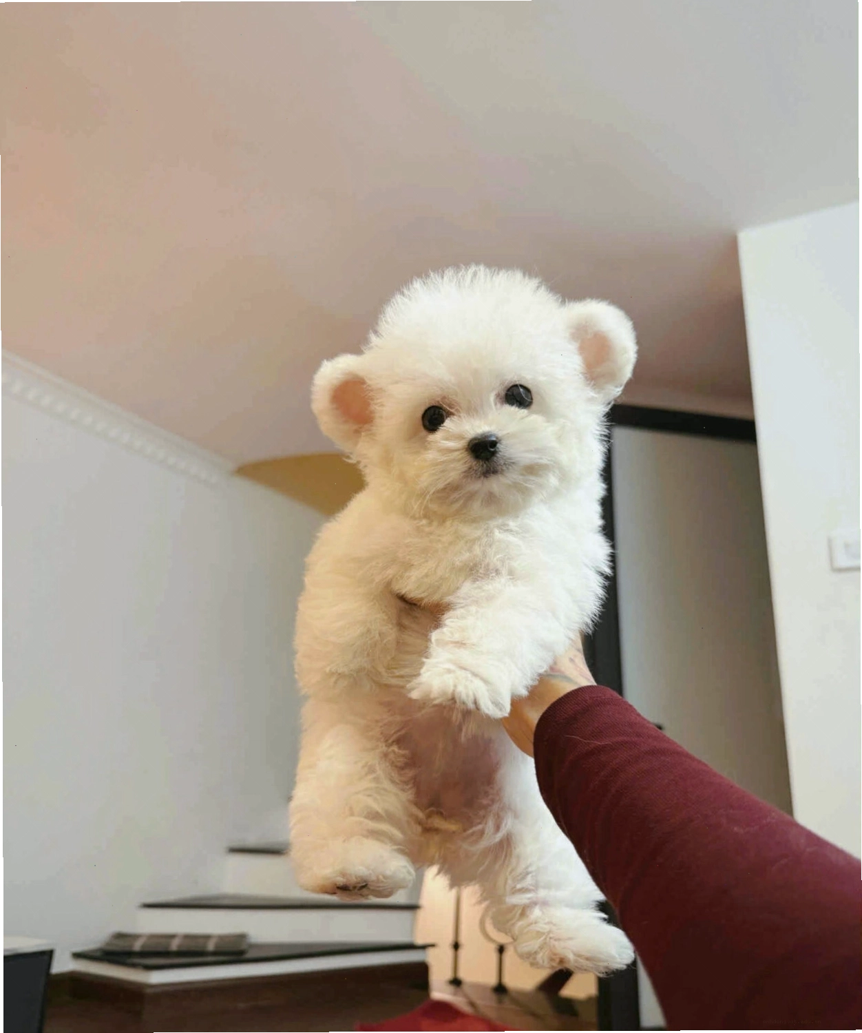 Chó Poodle Tiny vóc dáng nhỏ gọn đang vui chơi