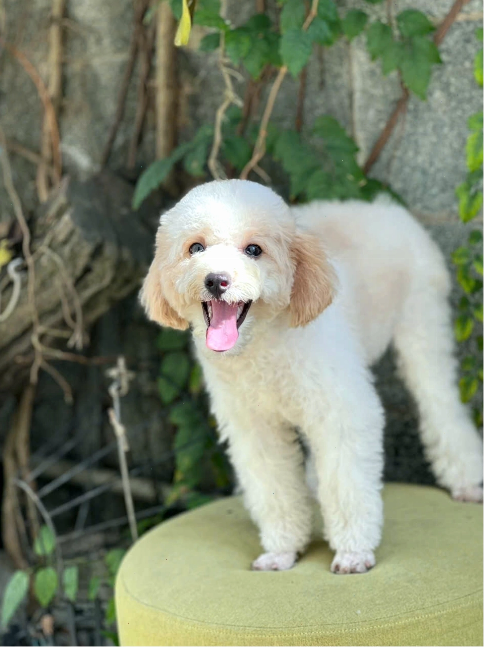 Chó Poodle Toy màu kem, cần chế độ dinh dưỡng phù hợp