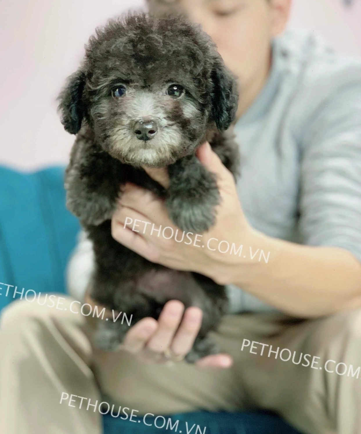 Chó Poodle Toy xám đang được huấn luyện