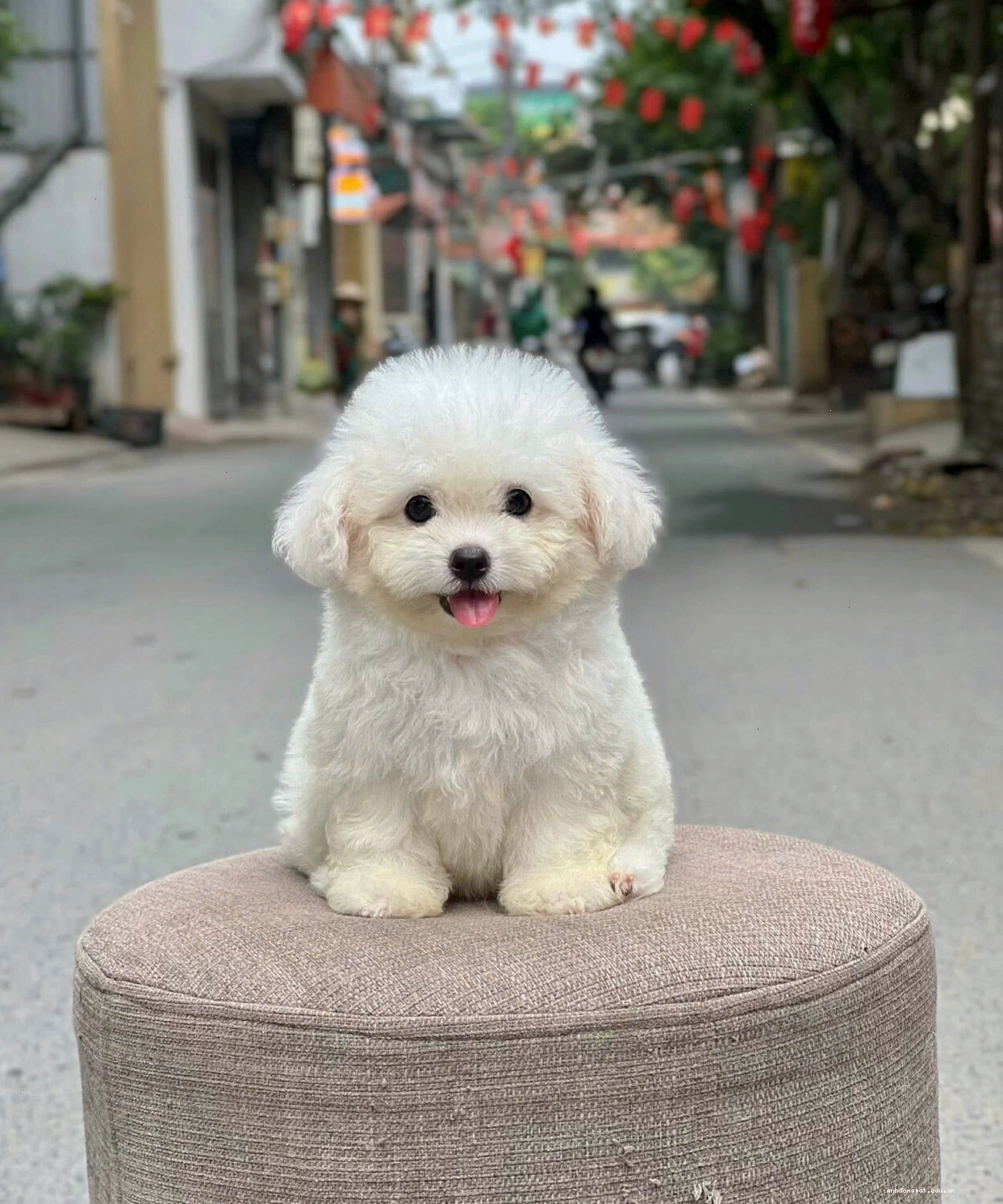 Chó Poodle trắng có bộ lông đẹp cần được chăm sóc kỹ