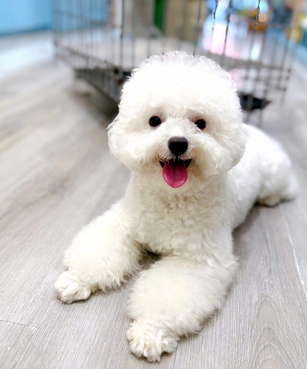 Chó Poodle trắng trưởng thành cân đối và thanh thoát