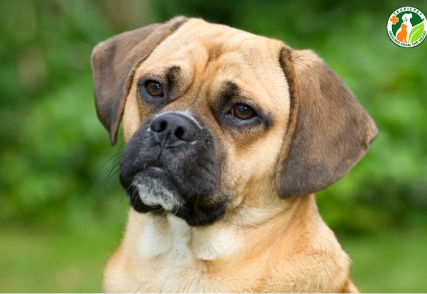 Chó Pug lai với những đặc điểm ngoại hình thú vị