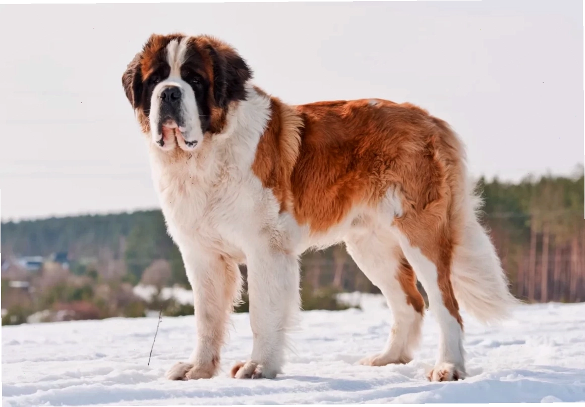 Chó Saint Bernard với bộ lông dày và vẻ ngoài nhân hậu