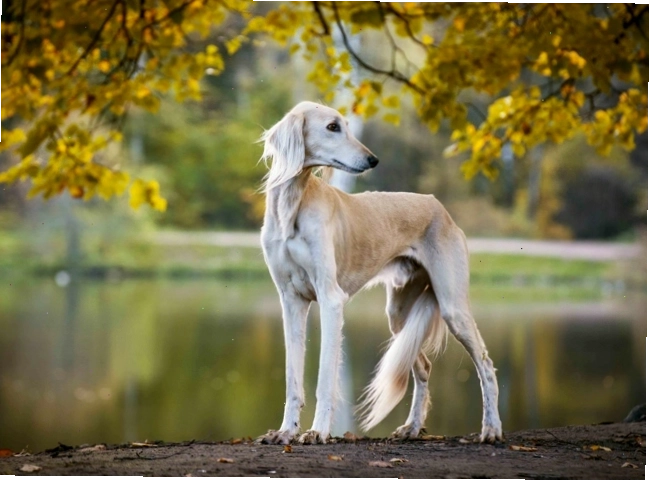 Chó Saluki với vẻ ngoài thanh lịch và tốc độ vượt trội