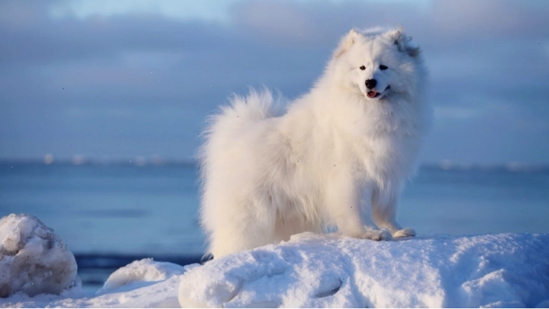 Chó Samoyed có nguồn gốc từ Bắc Nga và Tây Siberia