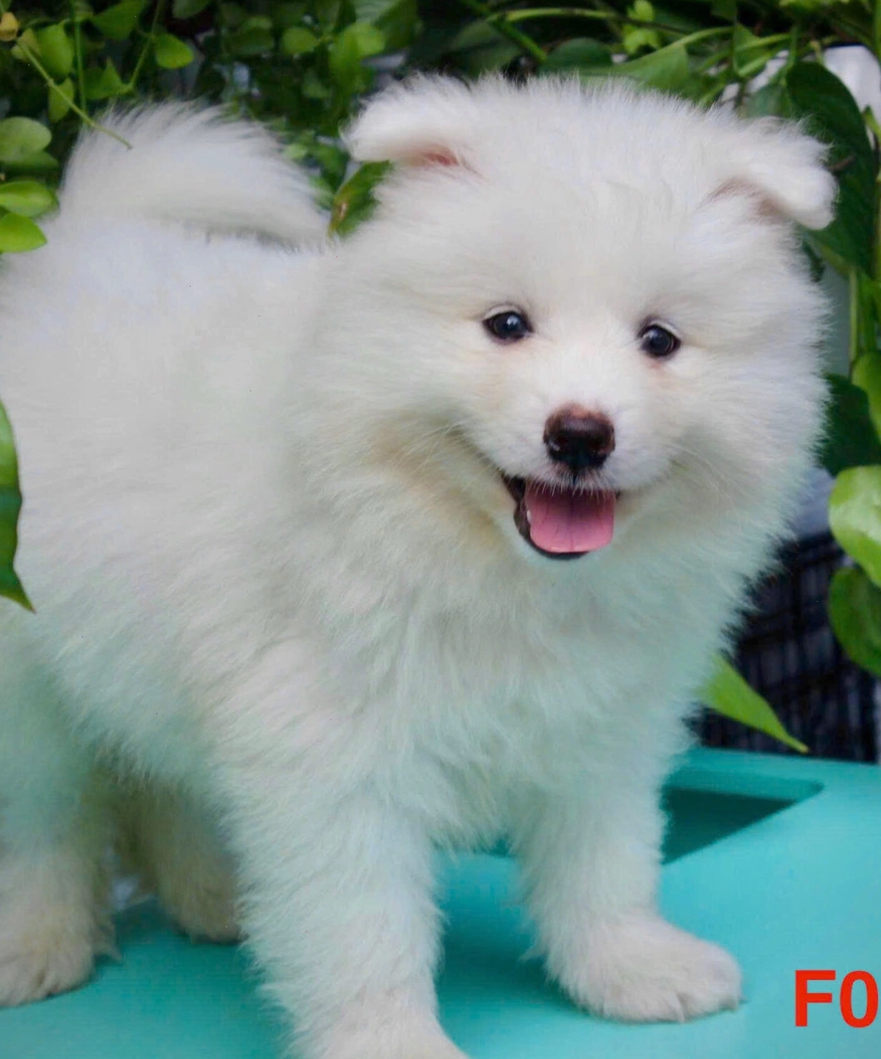 Chó Samoyed dáng đẹp, mắt long lanh