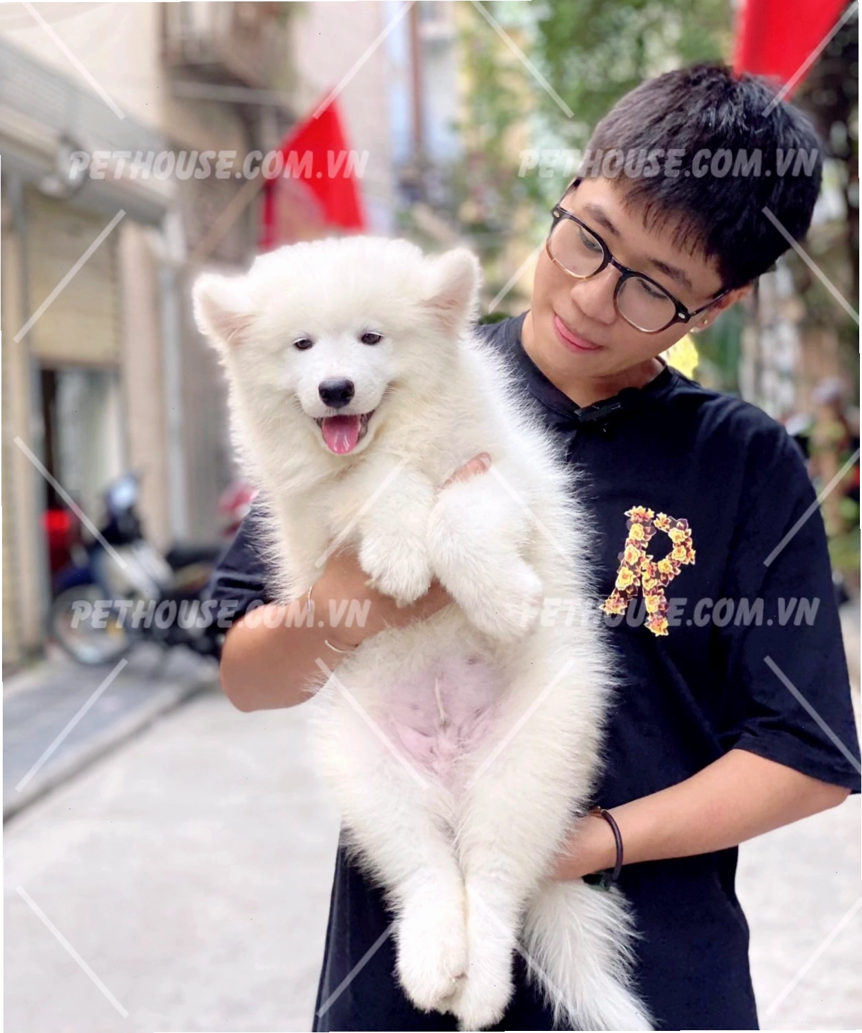 Chó Samoyed dễ thương, phù hợp với gia đình