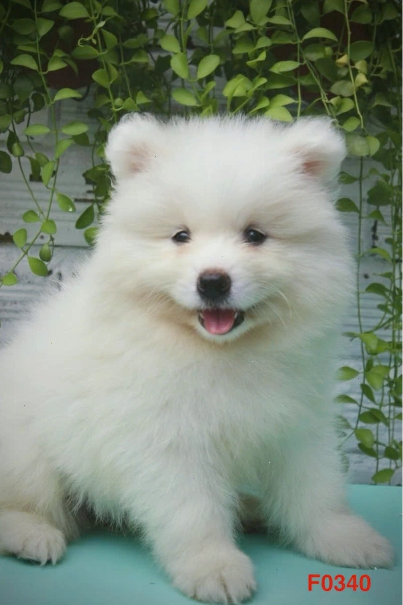 Chó Samoyed màu trắng tinh khôi, dáng vẻ khỏe khoắn