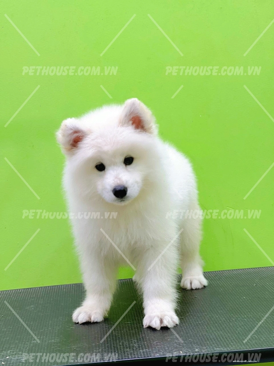 Chó Samoyed trắng mã SM1037 với vẻ ngoài đáng yêu