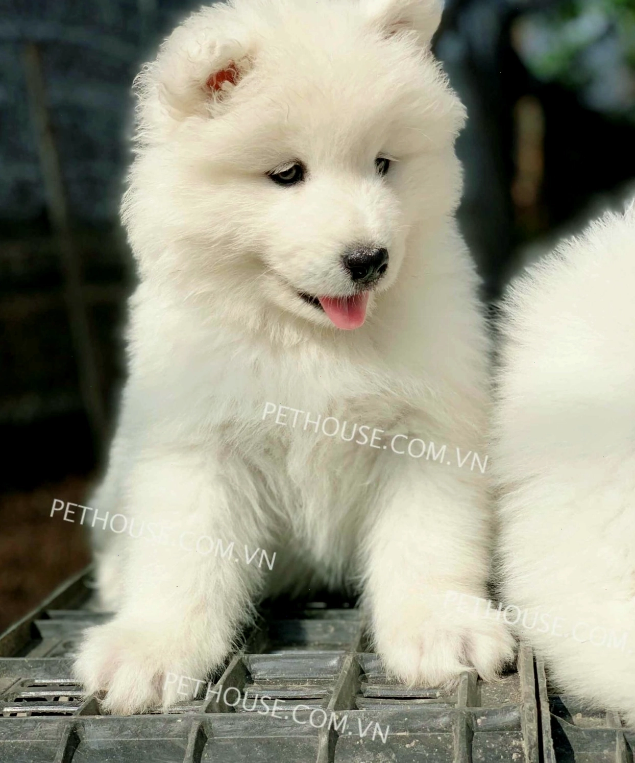 Chó Samoyed trắng mã SM600 rất tình cảm với chủ