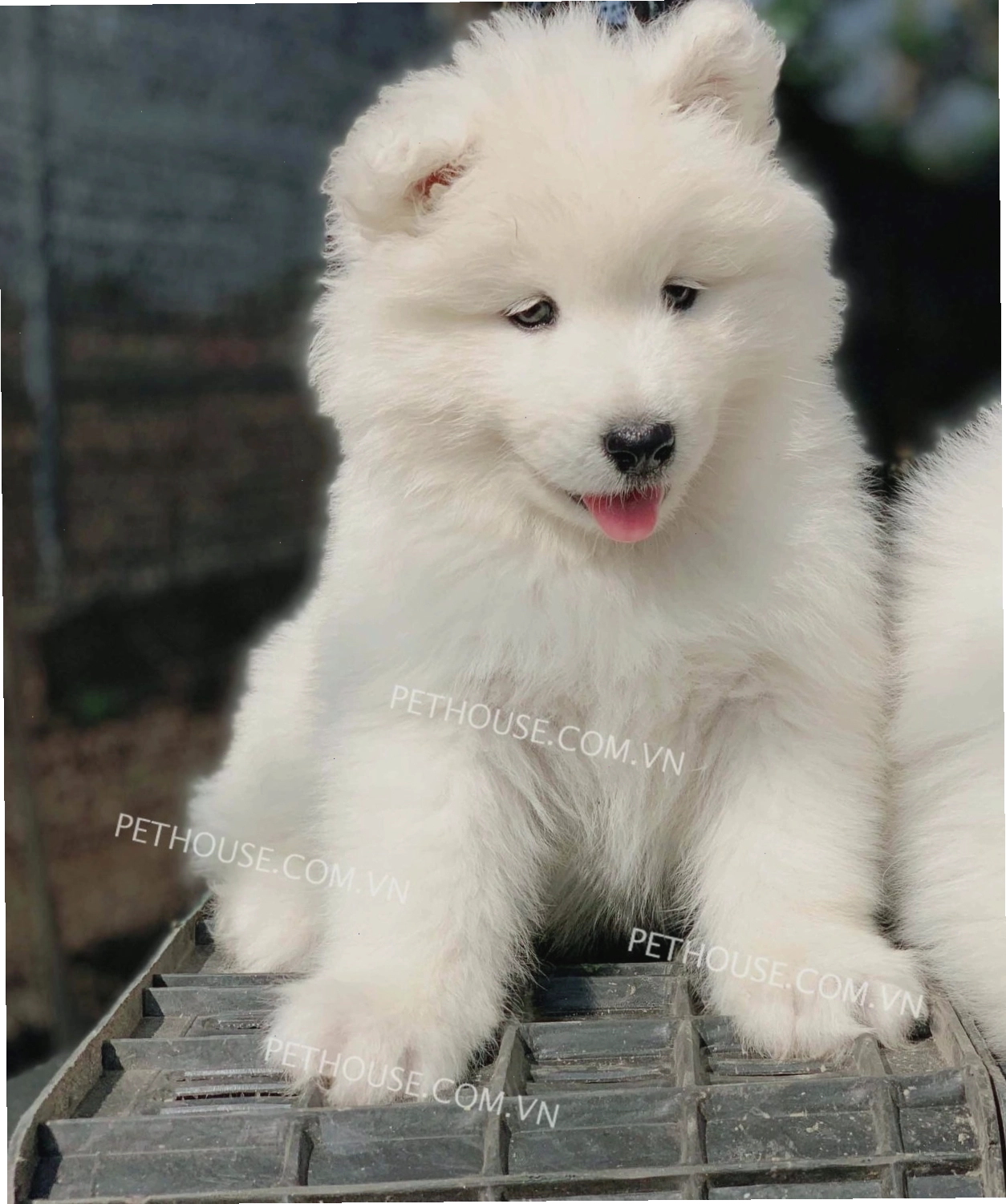 Chó Samoyed trắng mã SM600 trông rất thông minh