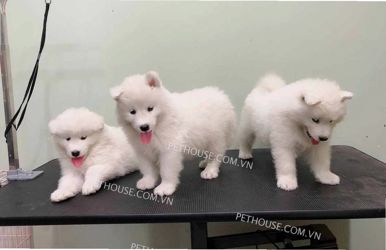 Chó Samoyed trắng mã SM703 trong tư thế đáng yêu
