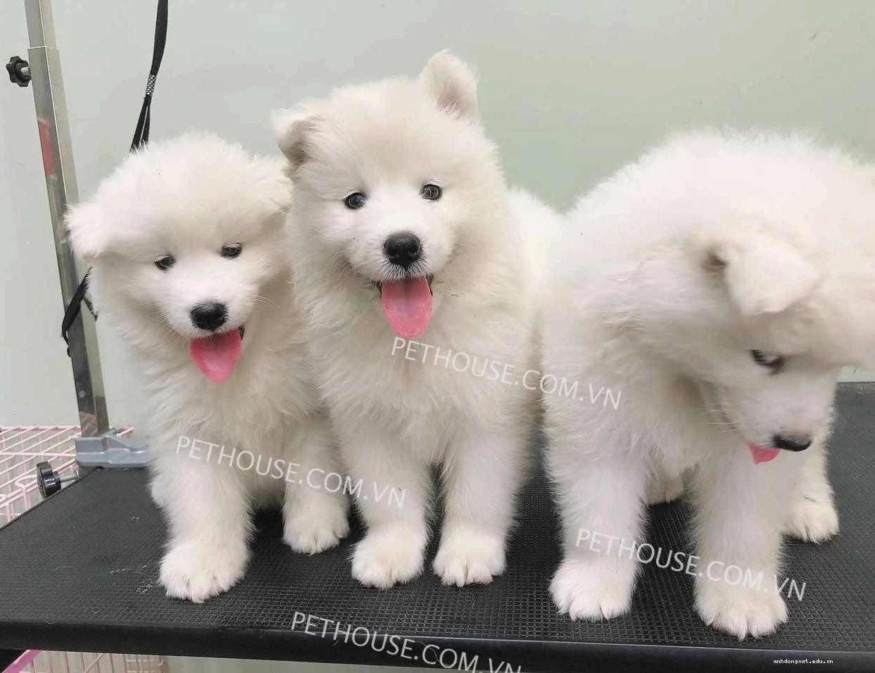 Chó Samoyed trắng mã SM703 với bộ lông bồng bềnh