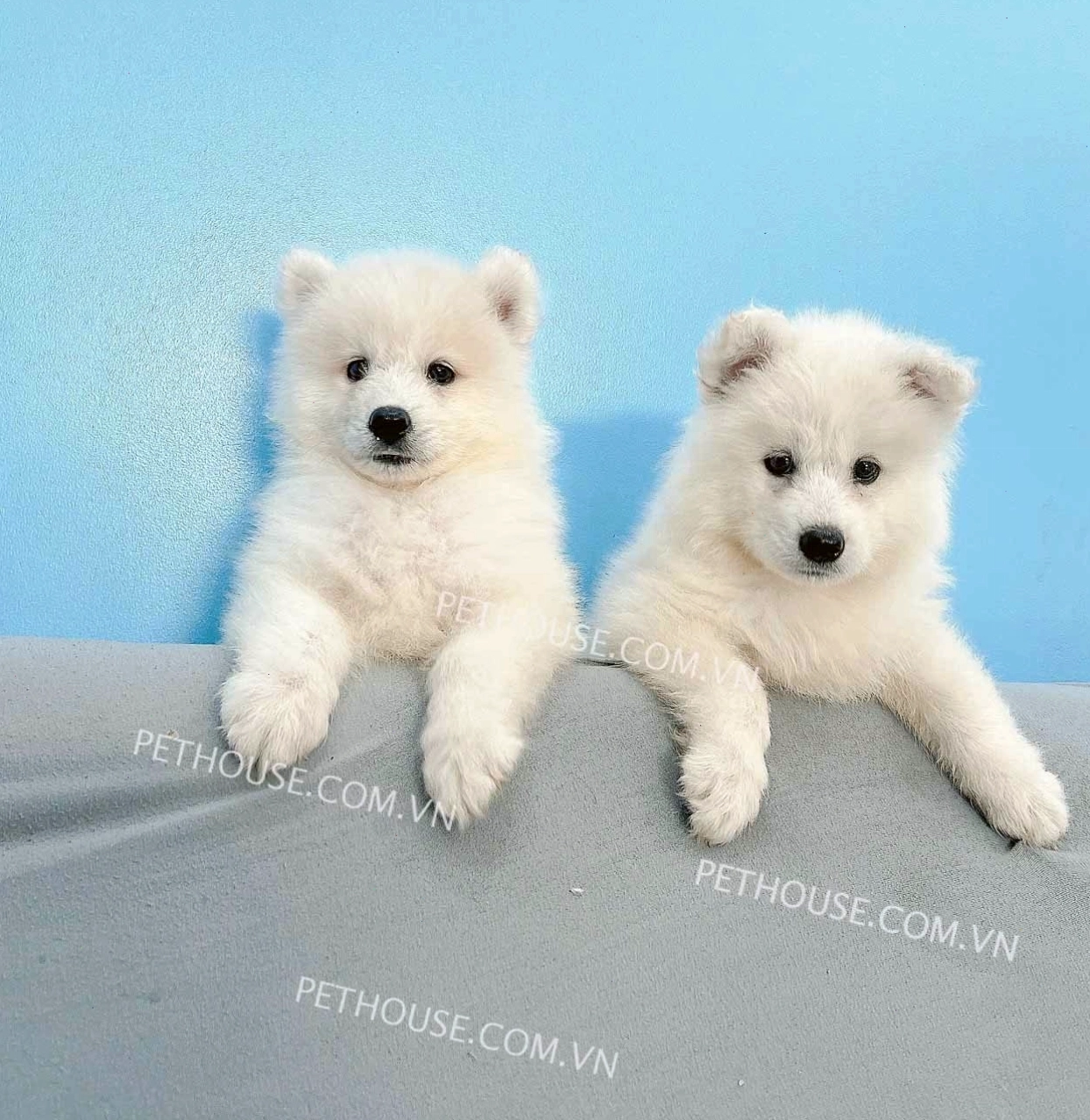 Chó Samoyed trắng mã SM731 với đôi mắt tinh nghịch