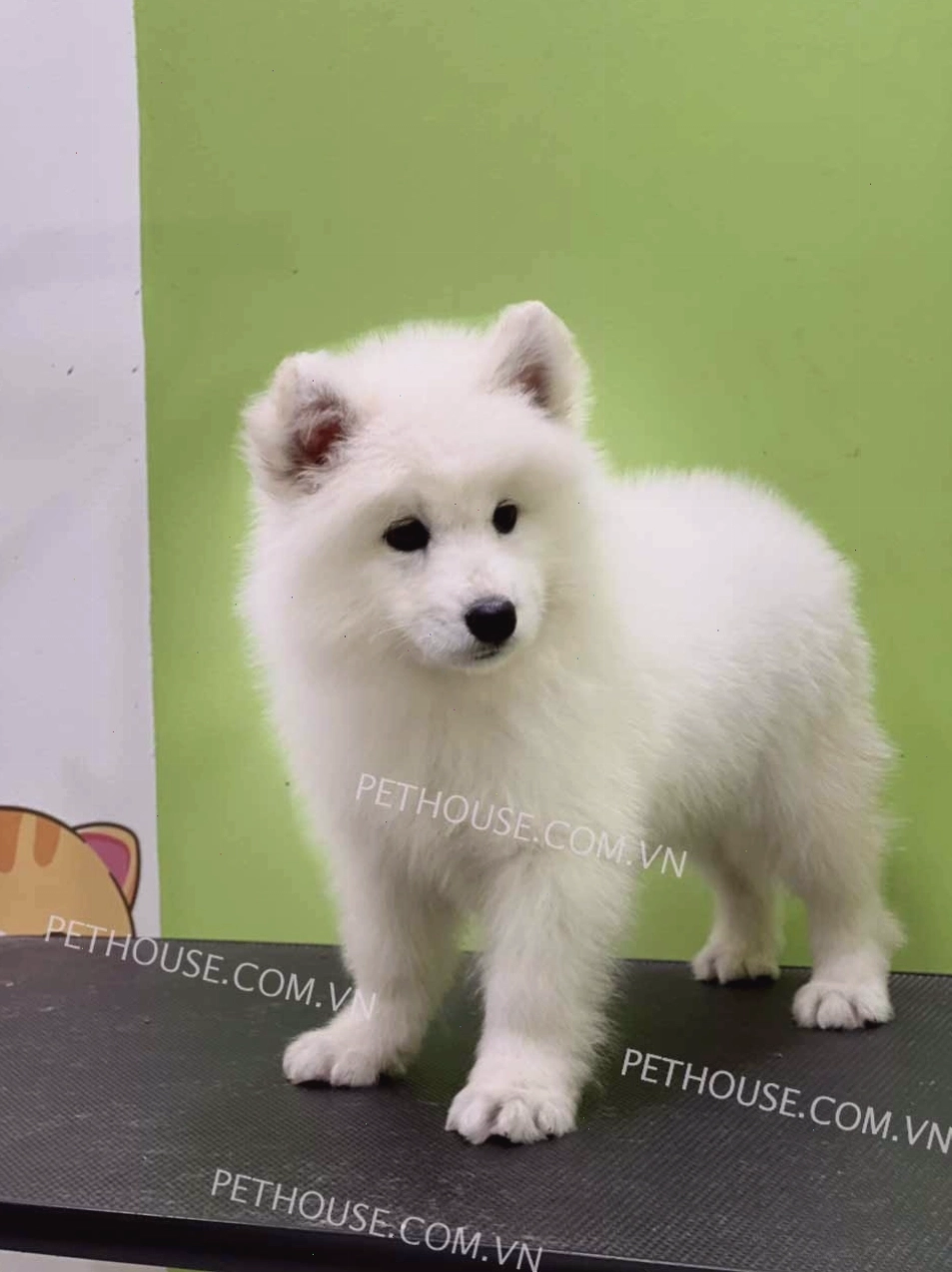 Chó Samoyed trắng mã SM790 với biểu cảm ngộ nghĩnh