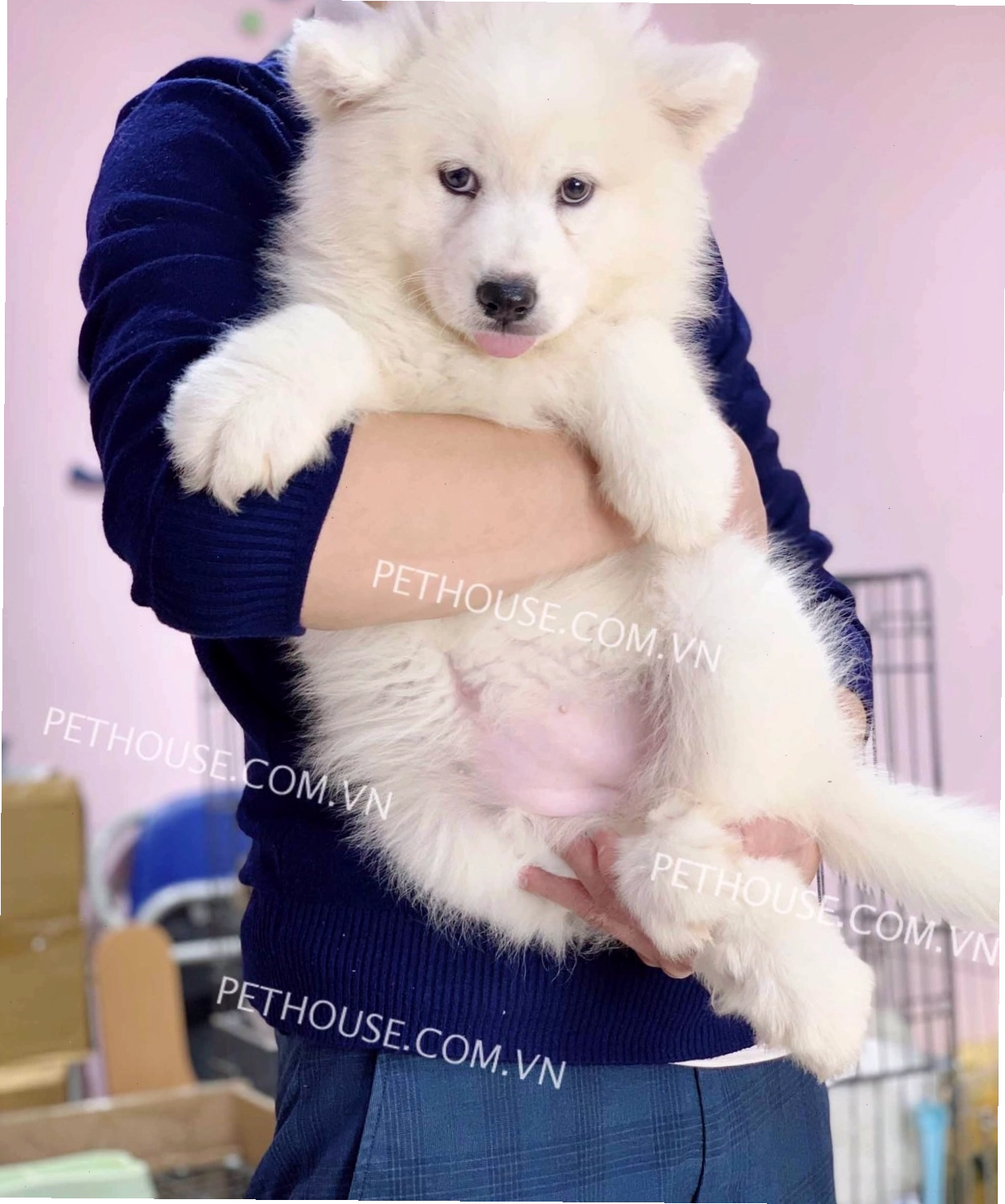 Chó Samoyed trắng mã SM822 trông rất khỏe mạnh