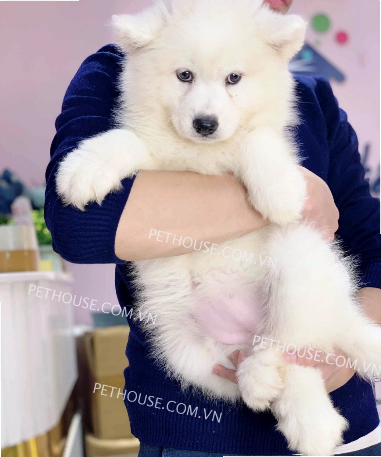 Chó Samoyed trắng mã SM822 với bộ lông dày