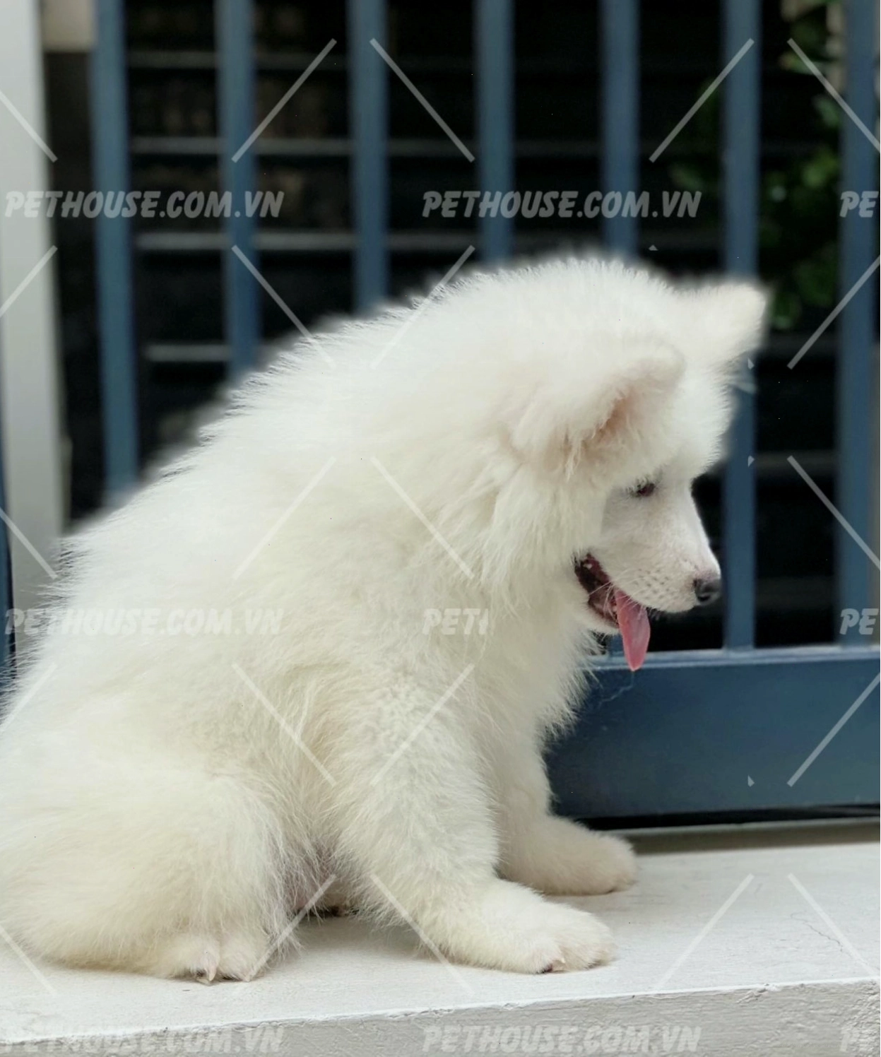 Chó Samoyed với bộ lông trắng và nụ cười đặc trưng