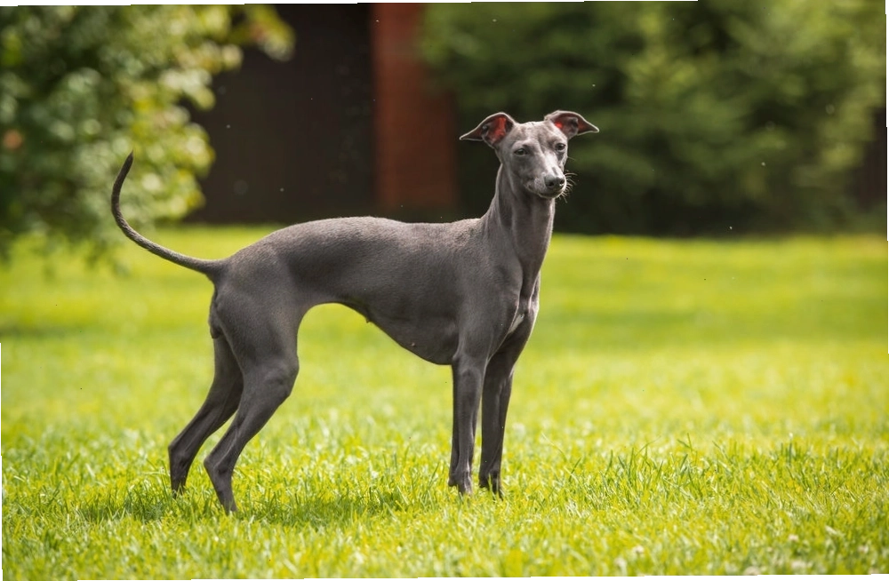 Chó săn Greyhound với tốc độ tối đa ấn tượng