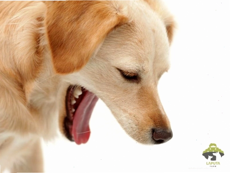 Chó thở khò khè có thể rất nguy hiểm