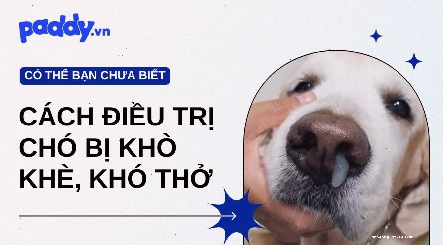Chó thở khò khè là dấu hiệu cảnh báo nhiều vấn đề sức khỏe