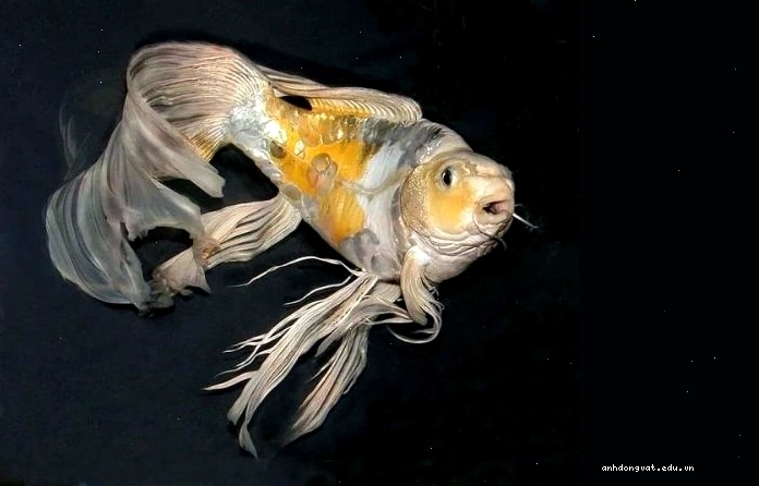 Chọn cá chép phụng khỏe mạnh