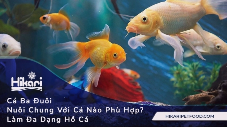 Chọn cá nuôi chung phù hợp với cá ba đuôi