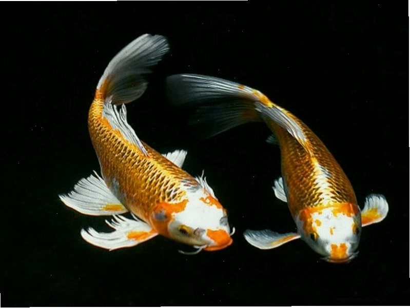 Chọn cá phù hợp với phong thuỷ