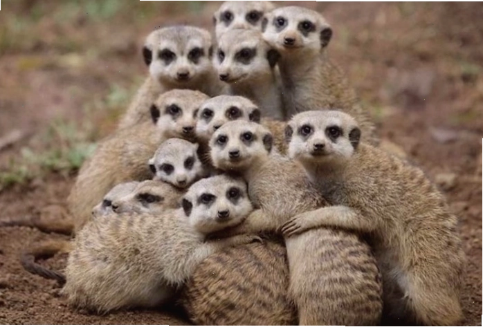 Chồn đất Meerkat đứng cảnh giới trên cao