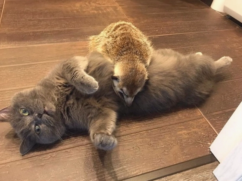 Chồn đất và mèo cùng nhau