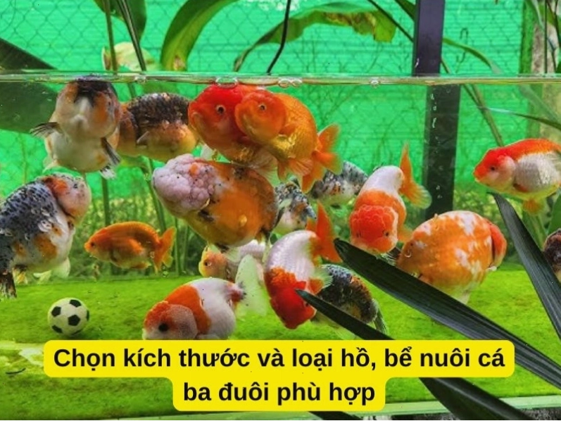 Chọn kích thước và loại bể phù hợp để nuôi cá ba đuôi