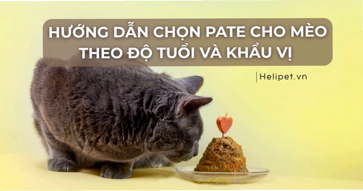 Chọn pate phù hợp cho mèo theo độ tuổi và tình trạng sức khỏe