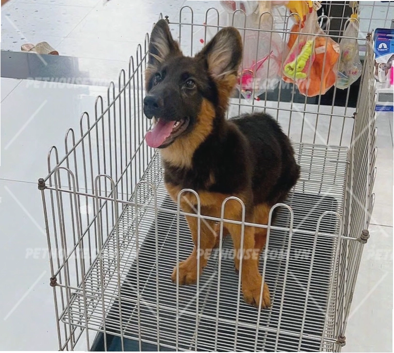 Chú chó Becgie Đức với cơ bắp mạnh mẽ và đôi tai dựng đứng đặc trưng