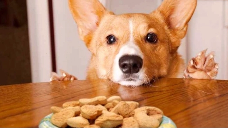 Chú chó Corgi nằm nghỉ ngơi